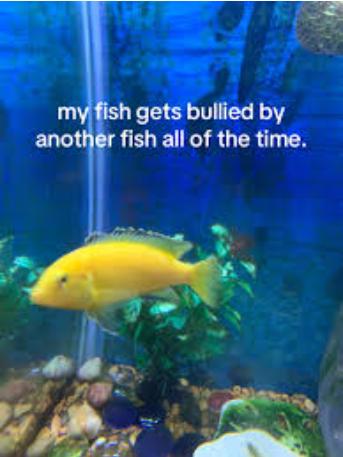 Aug 2025: Coward punch against this website by anonymous “complainant” via the auDA back door – failed bad dude!